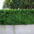 UV engineered fresh PE artificial hedge green wall for for outdoor use